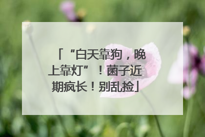 “白天靠狗，晚上靠灯”！菌子近期疯长！别乱捡