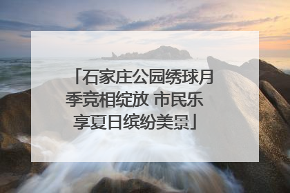石家庄公园绣球月季竞相绽放 市民乐享夏日缤纷美景