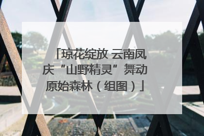 琼花绽放 云南凤庆“山野精灵”舞动原始森林（组图）