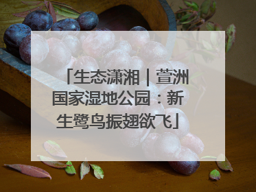 生态潇湘｜萱洲国家湿地公园：新生鹭鸟振翅欲飞