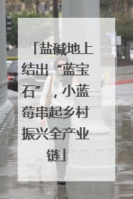 盐碱地上结出“蓝宝石”，小蓝莓串起乡村振兴全产业链
