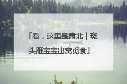 看，这里是肃北｜斑头雁宝宝出窝觅食