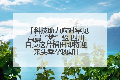 科技助力应对罕见高温“烤”验 四川自贡这片稻田即将迎来头季孕穗期