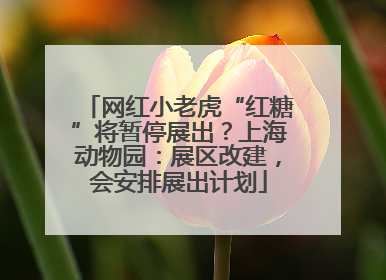 网红小老虎“红糖”将暂停展出？上海动物园：展区改建，会安排展出计划