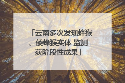云南多次发现蜂猴、倭蜂猴实体 监测获阶段性成果