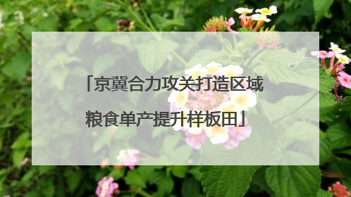 京冀合力攻关打造区域粮食单产提升样板田
