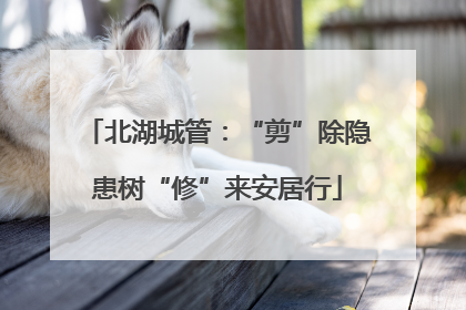 北湖城管：“剪”除隐患树“修”来安居行