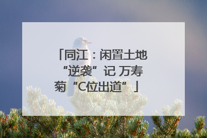 同江：闲置土地“逆袭”记 万寿菊“C位出道”