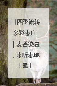 四季流转 多彩枣庄｜麦香染夏，来听枣地丰歌