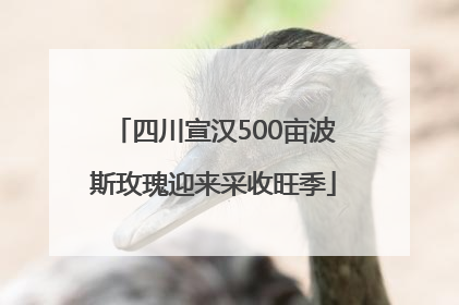 四川宣汉500亩波斯玫瑰迎来采收旺季