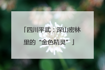 四川平武：深山密林里的“金色精灵”