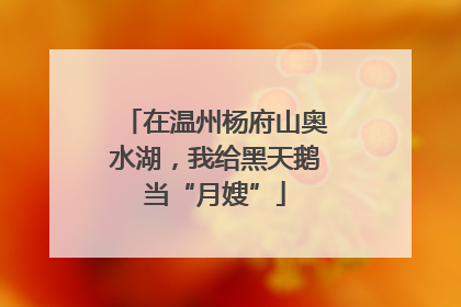 在温州杨府山奥水湖，我给黑天鹅当“月嫂”