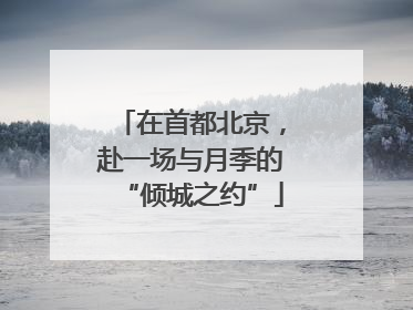 在首都北京，赴一场与月季的“倾城之约”