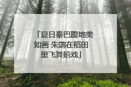 夏日秦巴腹地美如画 朱鹮在稻田里飞舞嬉戏