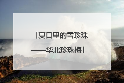 夏日里的雪珍珠——华北珍珠梅