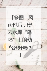 多图｜风雨过后，密云水库“鸟岛”上的幼鸟还好吗？