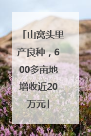 山窝头里产良种，600多亩地增收近20万元