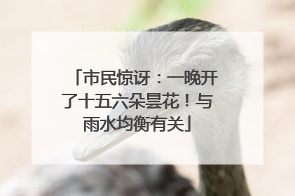 市民惊讶：一晚开了十五六朵昙花！与雨水均衡有关