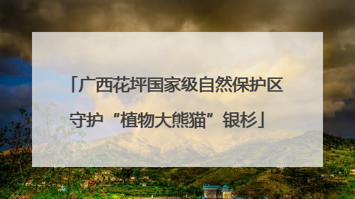 广西花坪国家级自然保护区守护“植物大熊猫”银杉