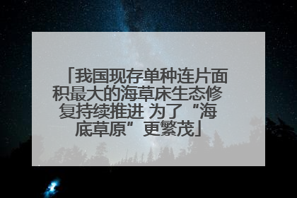 我国现存单种连片面积最大的海草床生态修复持续推进 为了“海底草原”更繁茂