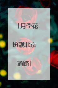 月季花扮靓北京道路