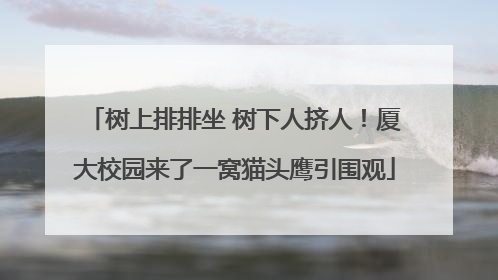 树上排排坐 树下人挤人！厦大校园来了一窝猫头鹰引围观