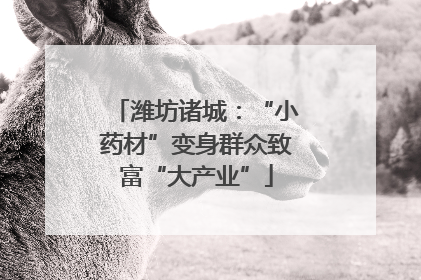 潍坊诸城：“小药材”变身群众致富“大产业”