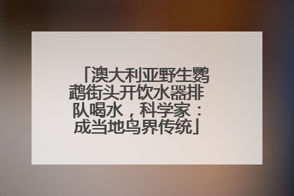 澳大利亚野生鹦鹉街头开饮水器排队喝水，科学家：成当地鸟界传统