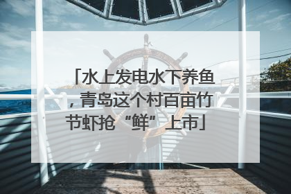 水上发电水下养鱼，青岛这个村百亩竹节虾抢“鲜”上市