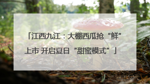 江西九江：大棚西瓜抢“鲜”上市 开启夏日“甜蜜模式”