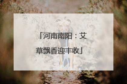 河南南阳：艾草飘香迎丰收