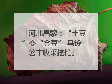 河北昌黎：“土豆”变“金豆” 马铃薯丰收采挖忙