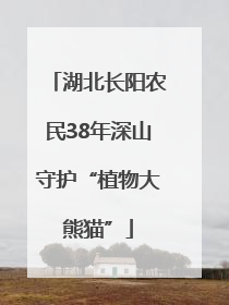 湖北长阳农民38年深山守护“植物大熊猫”