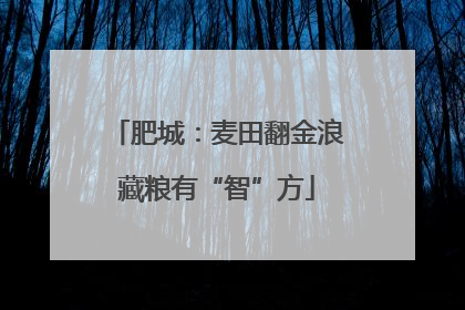 肥城：麦田翻金浪藏粮有“智”方