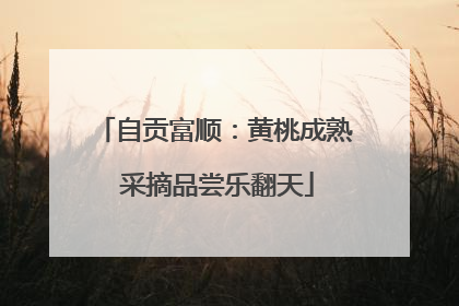 自贡富顺：黄桃成熟 采摘品尝乐翻天