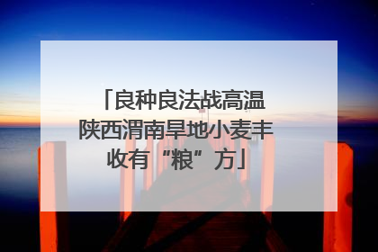 良种良法战高温 陕西渭南旱地小麦丰收有“粮”方