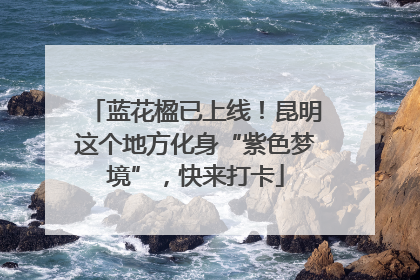 蓝花楹已上线！昆明这个地方化身“紫色梦境”，快来打卡