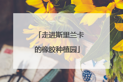 走进斯里兰卡的橡胶种植园
