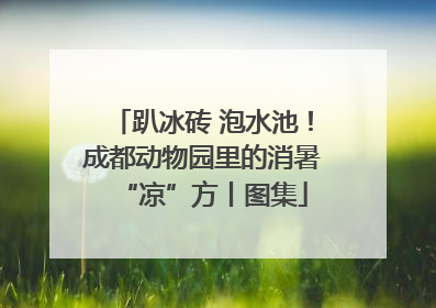 趴冰砖 泡水池！成都动物园里的消暑“凉”方丨图集