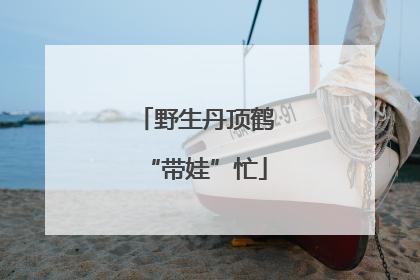 野生丹顶鹤“带娃”忙
