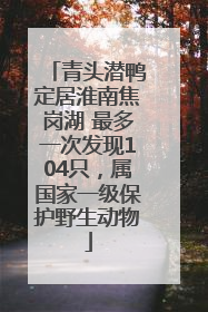 青头潜鸭定居淮南焦岗湖 最多一次发现104只，属国家一级保护野生动物