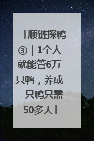 顺链探鸭③｜1个人就能管6万只鸭，养成一只鸭只需50多天