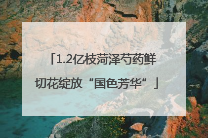 1.2亿枝菏泽芍药鲜切花绽放“国色芳华”